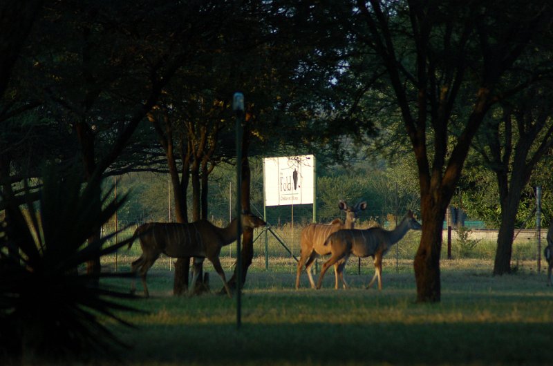 Kudus at the Fold_see our sign.JPG