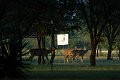 Kudus at the Fold_see our sign