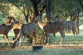Who we share the farm with_Kudu