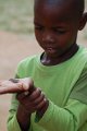 Who we share the farm with_lots of lizards 1