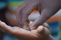 Who we share the farm with_lots of lizards 2