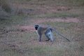 Who we share the farm with_monkeys