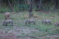 Who we share the farm with_wart hogs
