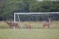 Everyone loves soccer_even the Kudu 1
